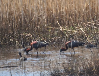 Glossy Ibis