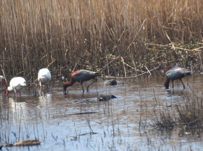 White Ibis  and Glossy Ibis