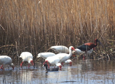 White Ibis  and Glossy Ibis