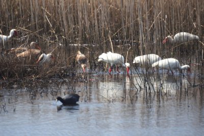 White Ibis and America Coot