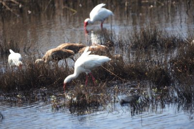 White Ibis