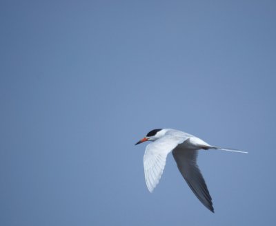 Forster's Tern