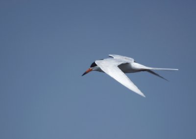 Forster's Tern