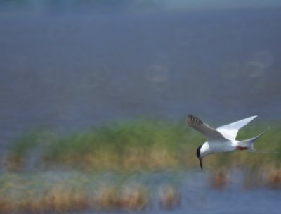 Forster's Tern