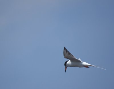 Forster's Tern