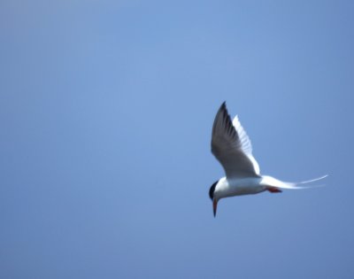 Forster's Tern