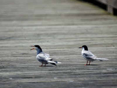 Forster's Tern