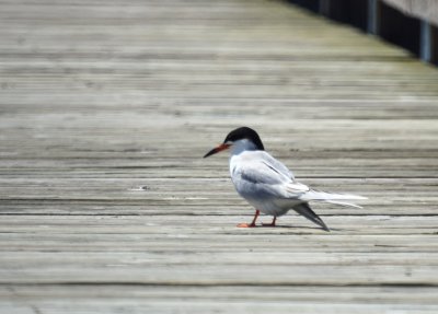 Forster's Tern