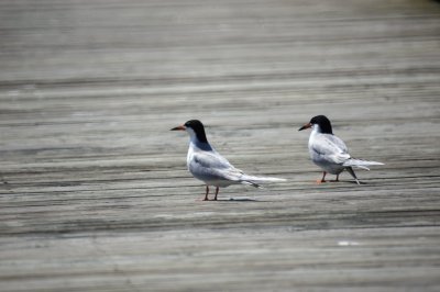 Forster's Tern