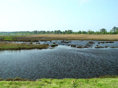 Mattamuskeet NWR