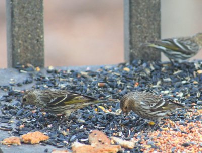 Pine Siskin