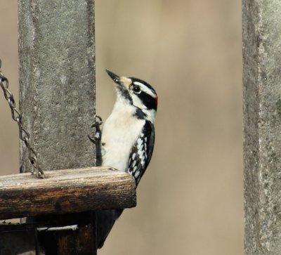 Downy Woodpecker