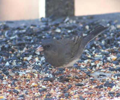 Dark-eyed Junco