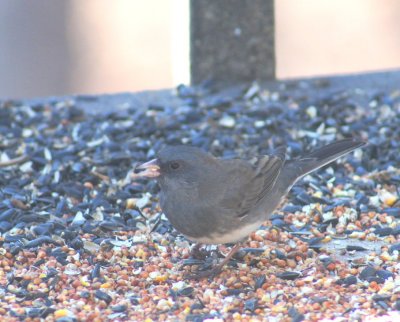 Dark-eyed Junco