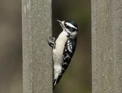 Downy Woodpecker