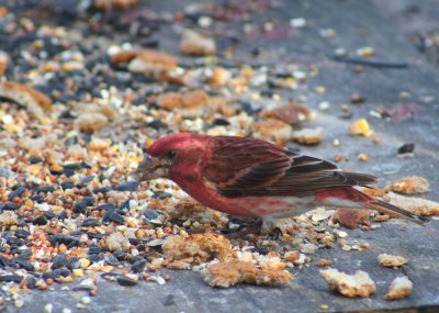 Purple finch