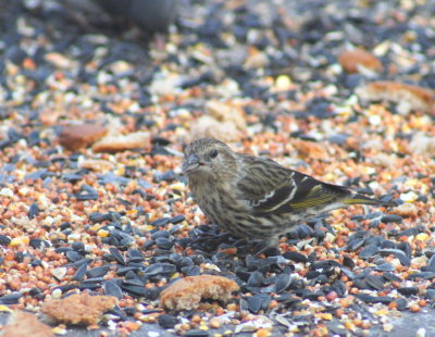 Pine Siskin