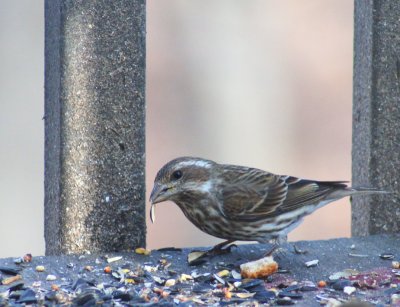 Purple finch