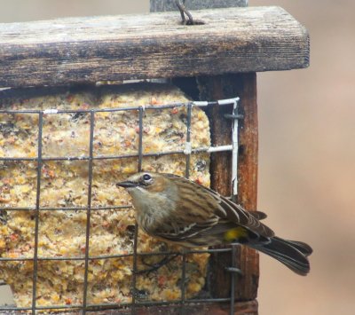 Yellow-rumped Warbler