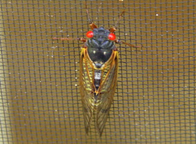Periodical cicada