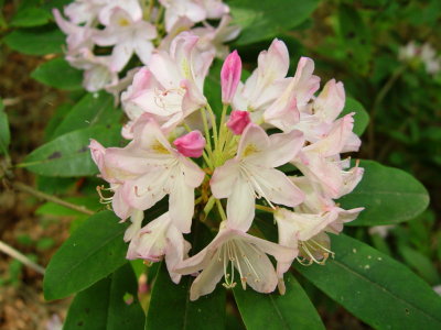 Rhododendron