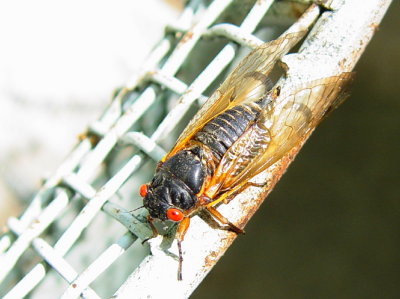Periodical cicada