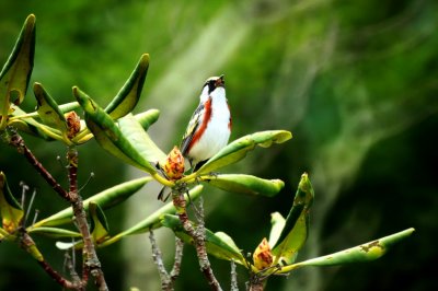 Chestnut-sided Warbler