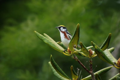 Chestnut-sided Warbler