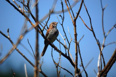 Song Sparrow