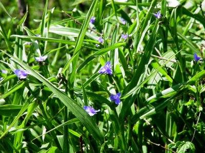 Blue-eyed Grass