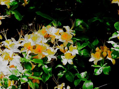 Flame azalea