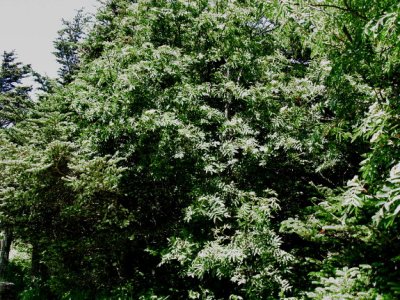 Mountain ash