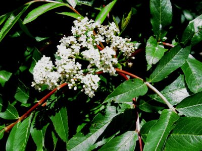 Elderberry