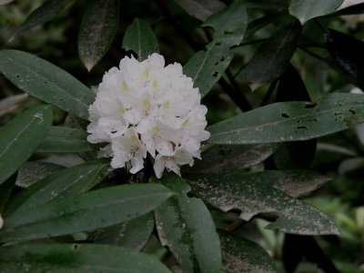 Great laurel