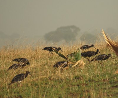 Abdim's Stork.jpg