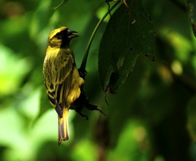 African Citril male.jpg