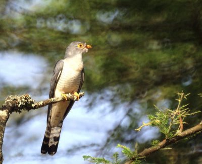 African Cuckoo.jpg