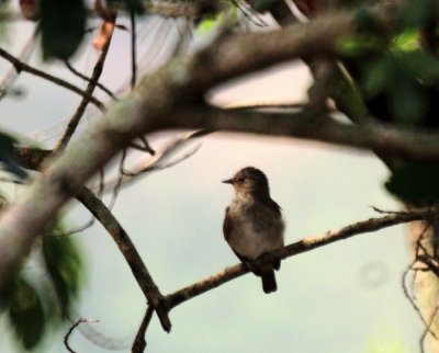 African Dusky Flycatcher.jpg