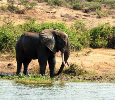 African Elephant 2.jpg