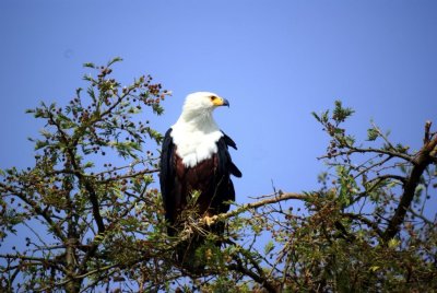 African Fish Eagle.jpg