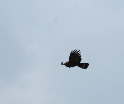 African Harrier Hawk 4.jpg