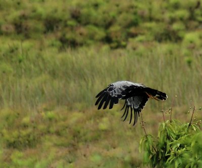 African Harrier-Hawk 2.jpg