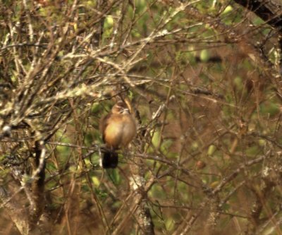 African Moustached Warbler.jpg