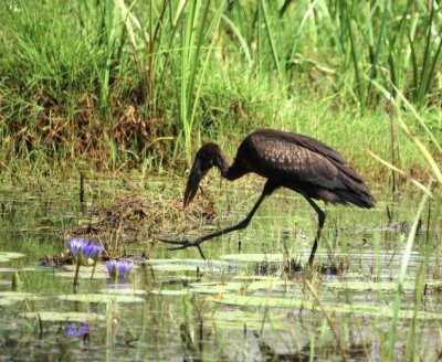 African Open-billed Stork.jpg