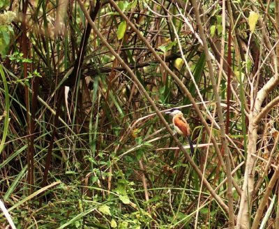 African Paradise Flycatcher.jpg