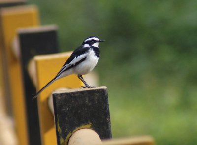 African Pied Wagtail.jpg