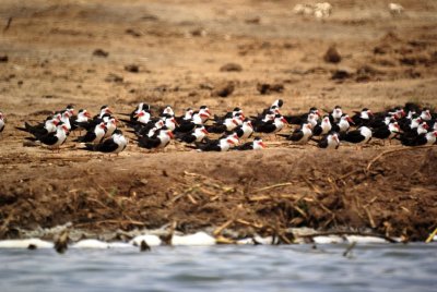 African Skimmer.jpg