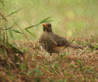 African Thrush.jpg