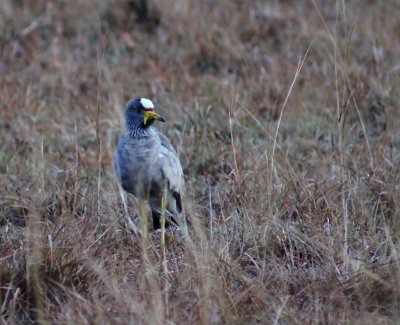 African Wattled Lapwing.jpg