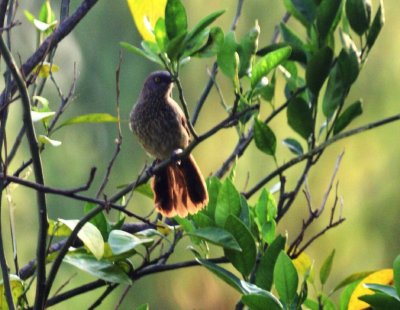 Arrow-marked Babbler.jpg